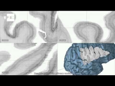 Crean el mapa del cerebro humano más detallado de la historia