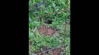stupid gopher