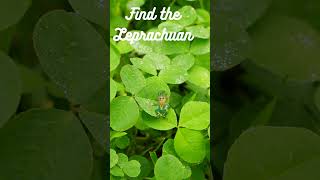 Find the Leprechaun! Happy St Patrick's Day #shorts #stpatricksday #irish