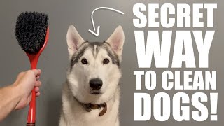 The Secret To Giving A Husky A Bath