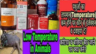 पशुओं का तापमान(Temperature)कम होने पर कौन से इंजेक्शन व दवाइयां दे? Low Temperature in Animals