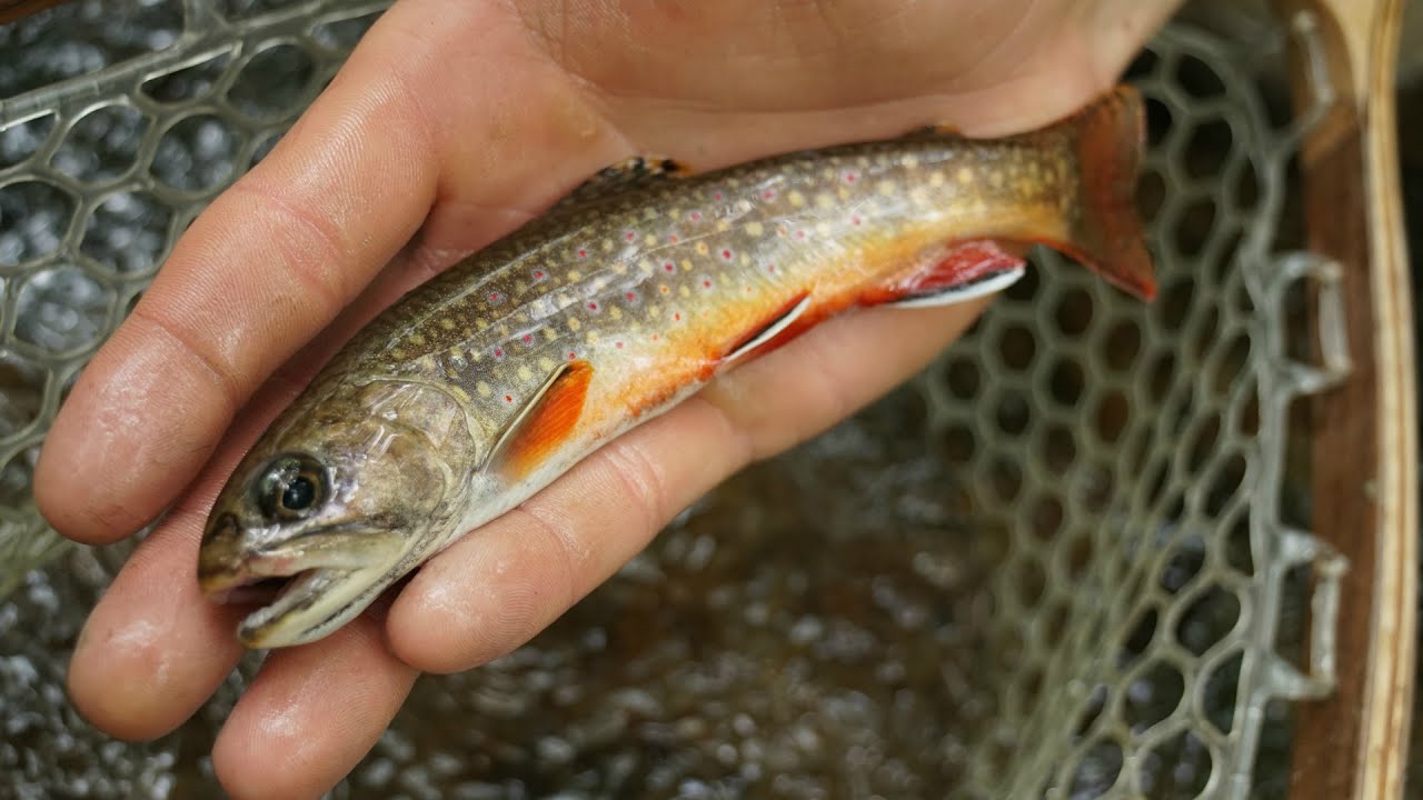 Native Brook Trout Fishing (REMOTE Western PA Stream) YouTube