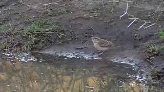 Kwa Green-Winged Pytilia Pair And Yellow-Throated Petronia - 0711 - 082819