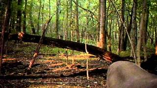 Game Cam 2 Buck Morning.AVI