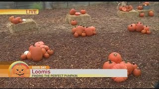 Flower Farm Pumpkin Patch