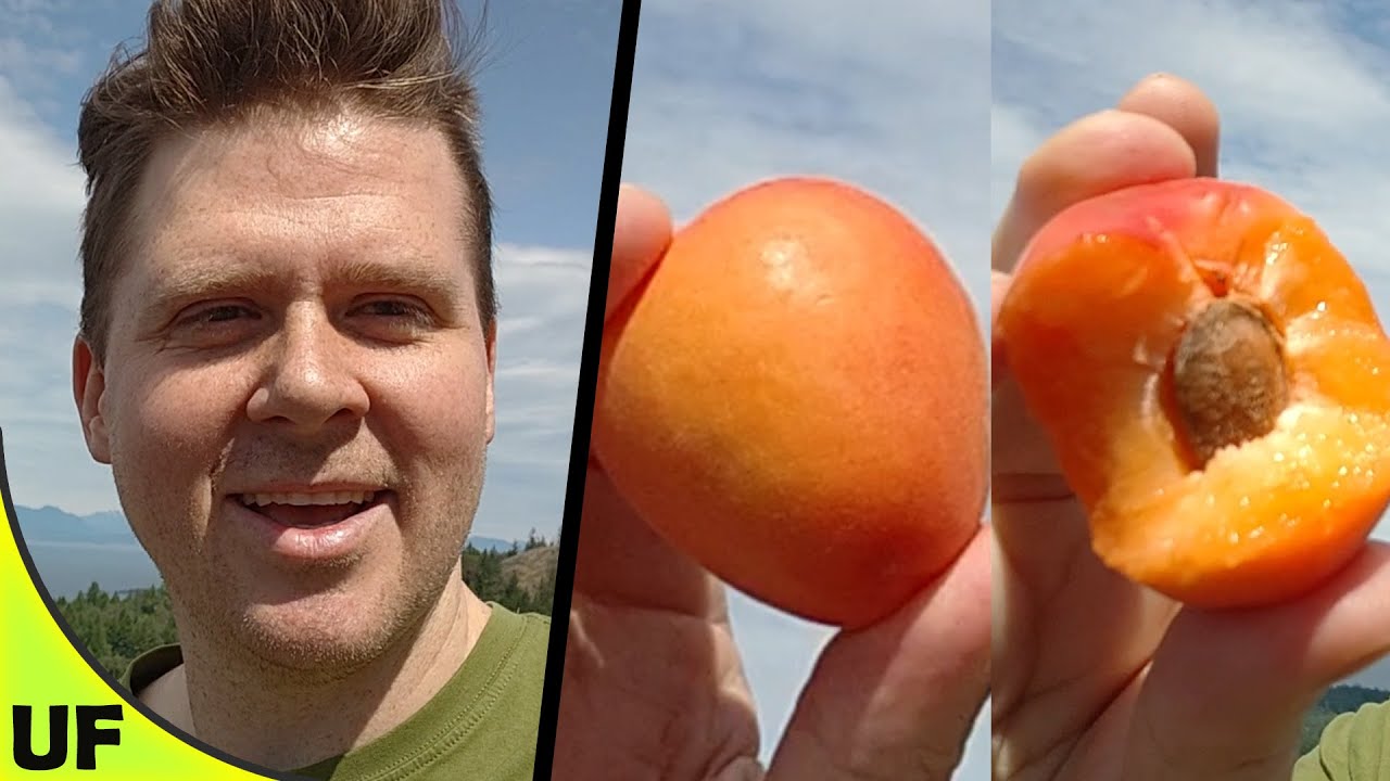 Raspberry Apricot Taste Test | Unusual Foods