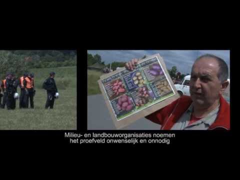 laïque larousse GGO Wetteren // OGM Wetteren