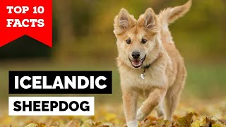 Icelandic Sheepdog  Top 10 Facts