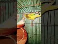 #birds reels#