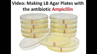 Making LB Agar Plates with Ampicillin
