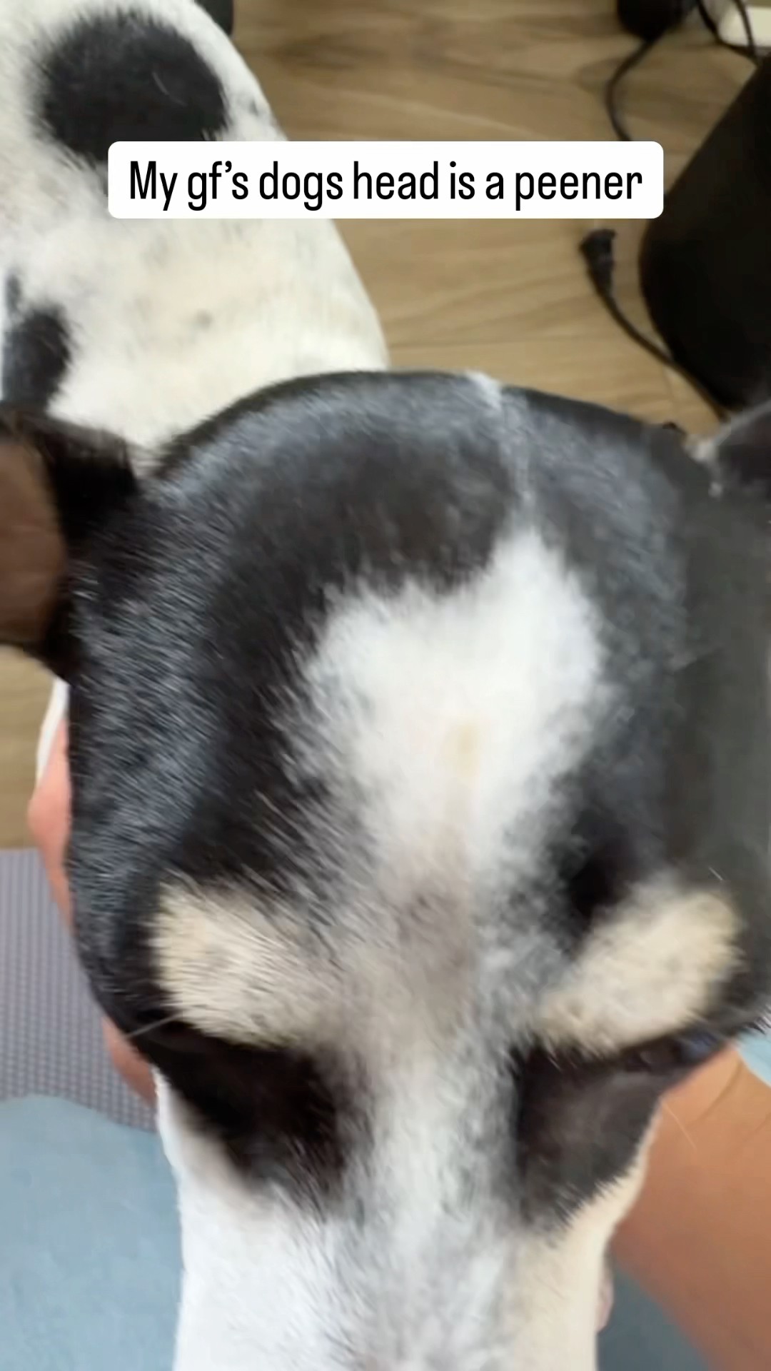 My gf’s dog is a d***head ? #comedy #funny #lol #meme