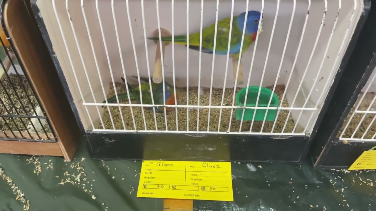 Kleintiermarkt Kommern 19.11.2023