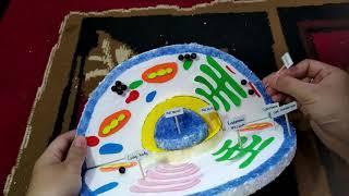 cara membuat model sel hewan