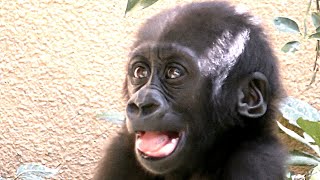 一歩進んで二歩さがる💗慎重な赤ちゃんゴリラキンタロウ【京都市動物園】