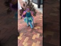 KIDS PEACOCK HALLOWEEN COSTUME