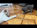 How My Cats Play With a Rope #cats #funny #playful