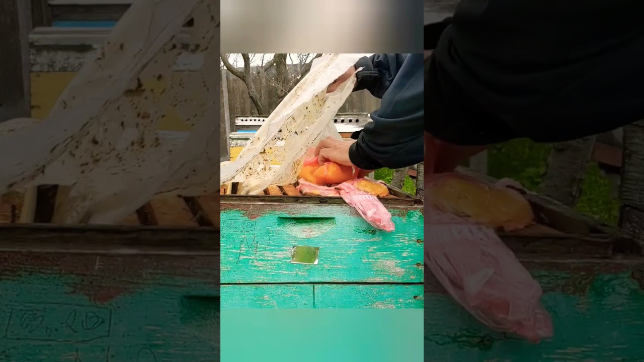 Весенняя подкормка пчел 