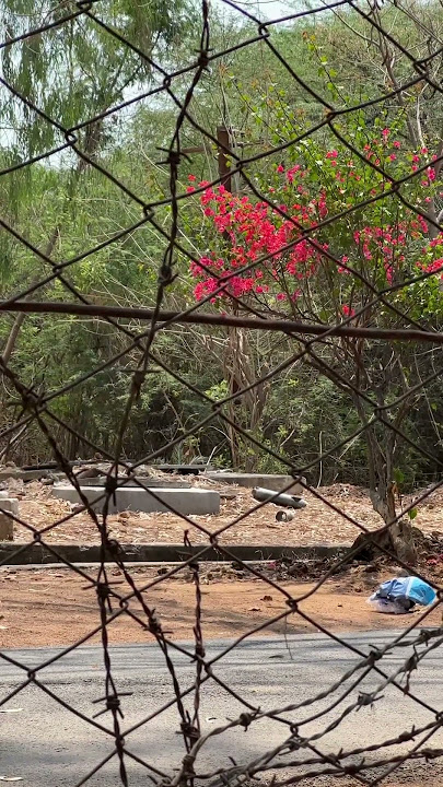 #bring me back #music #edm #remix #chill #bringmeback #milesaway #claireridgely #lovesongs 💕🌸✨