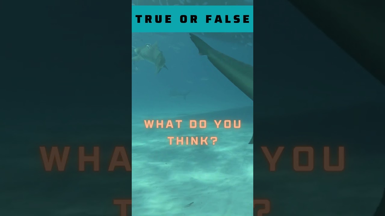 Education: True or False - The Shark can smell 