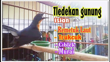 Tledekan gunung isian Ciblek // Murai // Trukcuk // Remetuk Laut