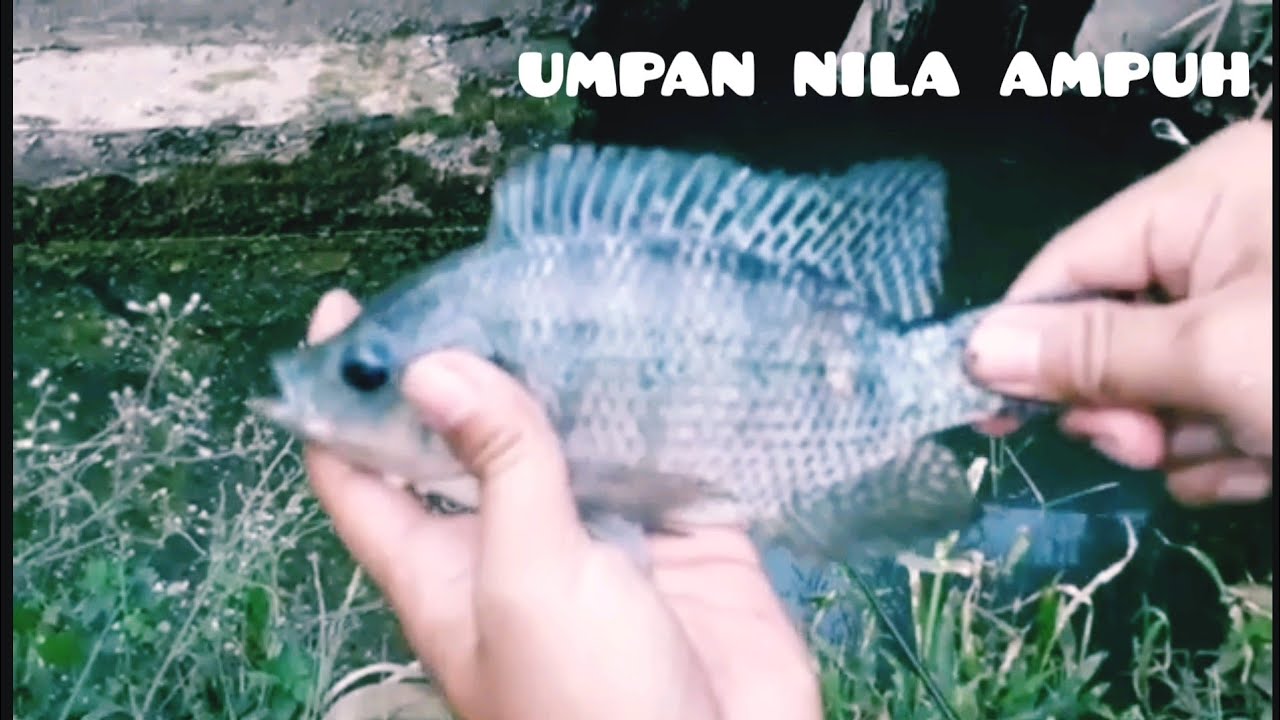 #umpannila#umpanmancing mancing ikan nila dapat gabus besar umpan