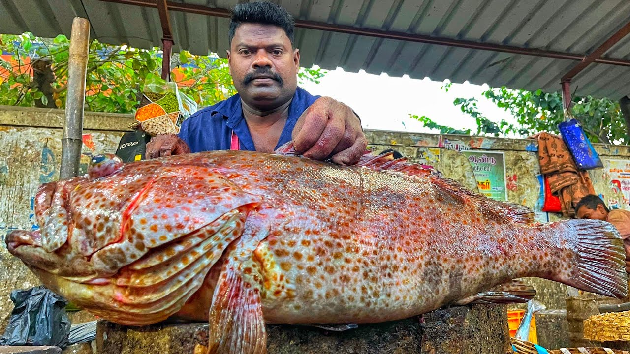 KASIMEDU 🔥 SPEED SELVAM | BIG SIZE GROUPER FISH CUTTING VIDEO | 4K VIDEO | KM FISH CUTTING 