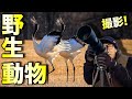 【自然写真】野生動物を撮る!極寒の道東を巡る撮影旅【写真家】