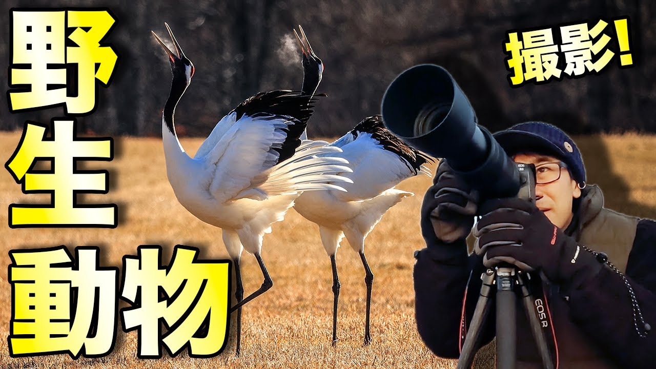 【自然写真】野生動物を撮る！極寒の道東を巡る撮影旅【写真家】