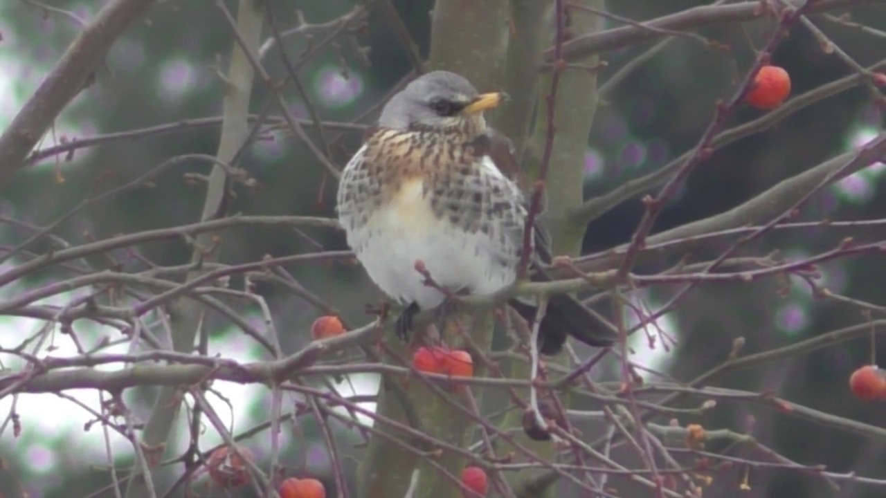 Fieldfares, Blackbird and Redwing