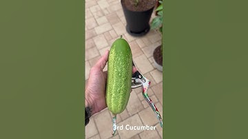 Surpassed my last growing season. 3 cucumbers pickling & still more growing. It’s all about pruning!
