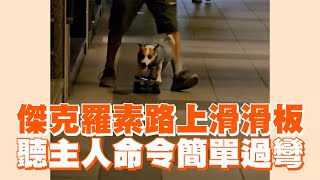 傑克羅素路上滑滑板　聽主人命令簡單過彎