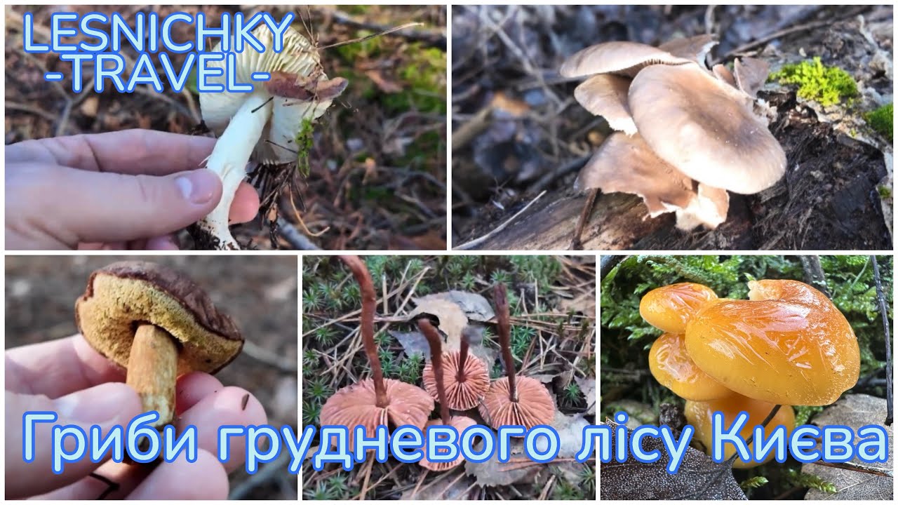 Гриби грудневого лісу Києва
