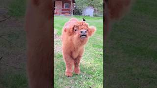 bakri ki video 😘#funny #animals #shorts