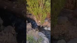 💥 En Venta 💥 Terreno de riego para siembra,rancho o ganadería.
