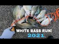 White bass fishing! TX, 2021