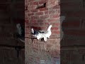 Lakkha pigeon 🐦😎 #pigeonpigeon #fantailpigeon #interiordesign #pigeon #birds #viralvideo #shorts