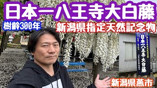 2024年5月8日 八王寺の大白藤 新潟県指定天然記念物 樹齢300年 新潟県燕市