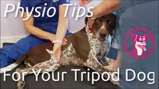 Physio Tips for Your Tripod Dog