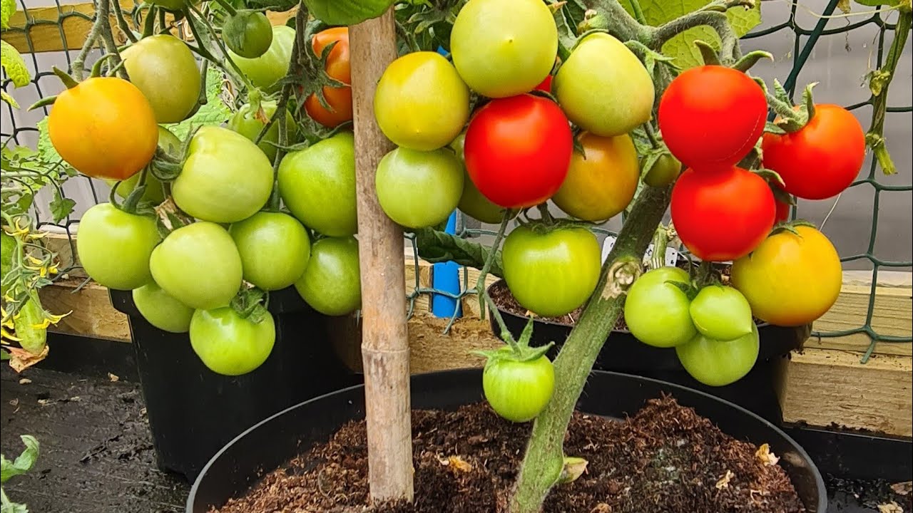July Polytunnel Update & Harvesting some Tomatoes #shedwarsglobalgardening