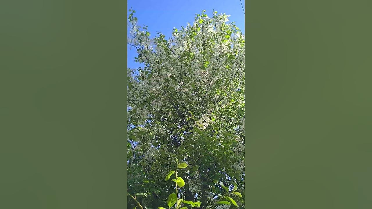 Як цвіте #черемха #flowers #весна #spring - YouTube