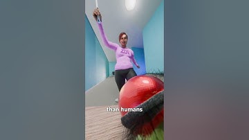 Can A Fly Dodge A Bullet? 🤔