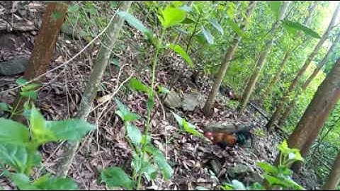 Bẫy gà rừng 14/9/2020 gà bổi thay lông vẫn dính|Gà Rừng Miền Núi