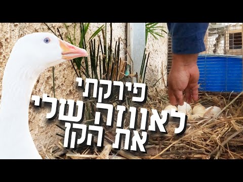 האווזים שלנו מקננים על יד לול התרנגולות והם לא שכנים נחמדים במיוחד - פירקתי להם את הקן