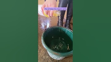 Body clipping and trace clipping - bathe and oil buff your horse for best results