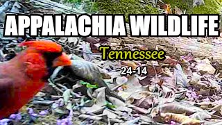 Appalachia Wildlife Video 24-14 of As The Ridge Turns in the Foothills of the Smoky Mountains by DONNIE LAWS 6,778 views 1 month ago 12 minutes, 10 seconds