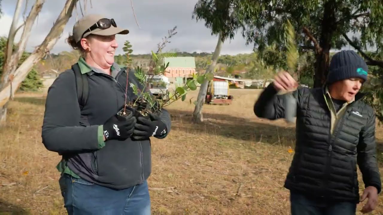 Enhancing koala habitat: a community effort