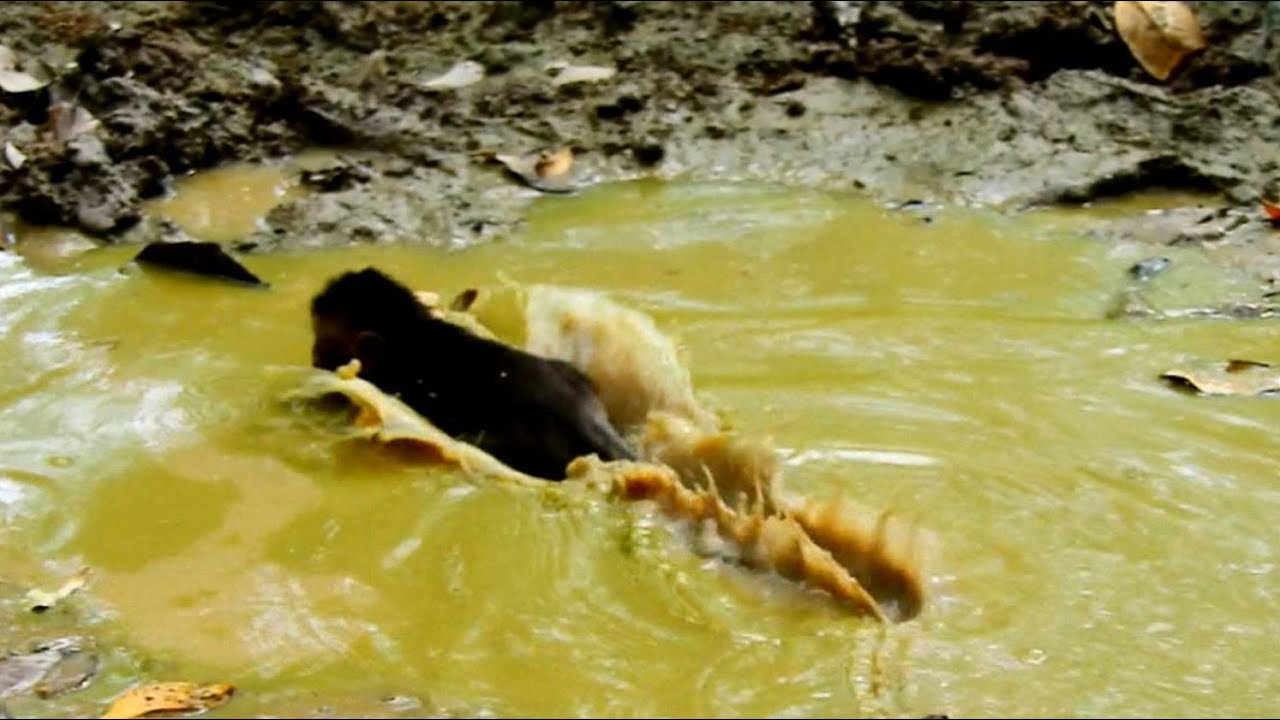 first foundry Omgg Baby Timo Jumps Into The Itchy Puddle/ Pity On Timo When He got Itchy