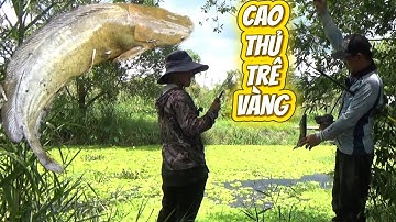 Đi câu cá lóc U Minh Thượng gặp cao thủ câu cá trê vàng nhìn thấy mà mê. TTR 107
