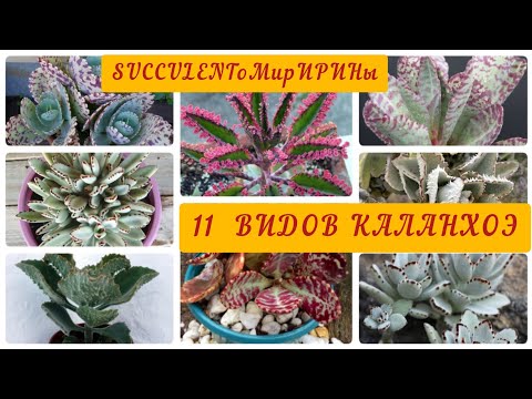 Суккуленты Виды каланхоэ
