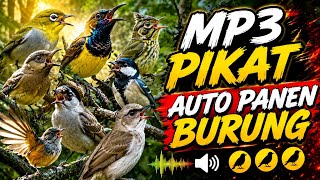 Download lagu MP3 SUARA PIKAT BURUNG KECIL 🔥 Pasti Langsung Di Serbu Burung Satu Kampung Dan Pada Nempel